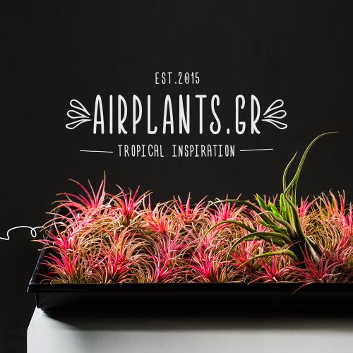 Κατασκευή ιστοσελίδας Airplants - Λιθογραφική Σέρρες